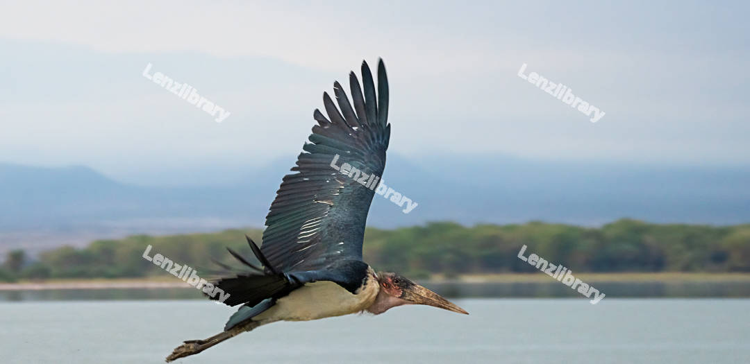 Marabou Stork